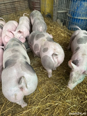 vand vierusi si scrofite pietrain  - imagine 4