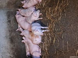 purcei de 12 saptamani pret 550 - imagine 2