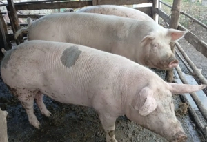 Vand proc pentru craciun 150 170 200 kg