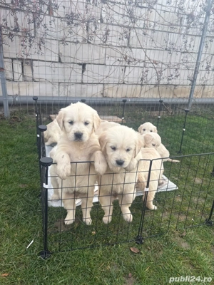 Golden Retriever - Pui - imagine 2