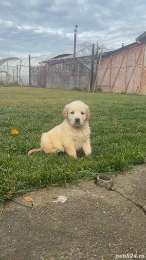 Golden Retriever - Pui - imagine 5
