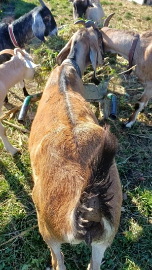 Capre anglo nubiene de vanzare - imagine 2