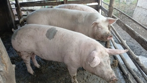 Vand porci crescuți la țară natural cu greutatea de 150 170 si 200