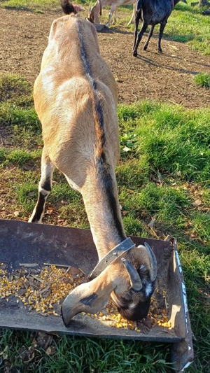 Capre anglo nubiene de vanzare - imagine 4