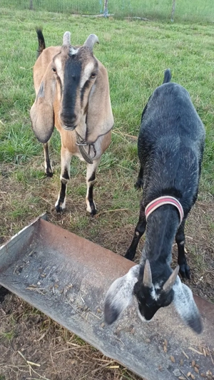 Capre anglo nubiene de vanzare - imagine 3