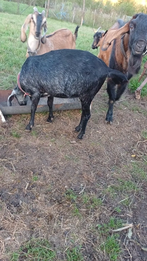 Capre anglo nubiene de vanzare - imagine 5