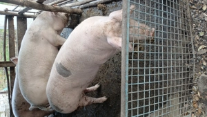 Vand porci crescuți la țară natural cu greutatea de 150 170 si 200 - imagine 2