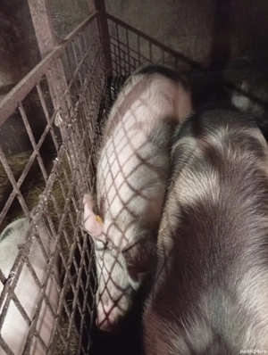 porci de vânzare  - imagine 3