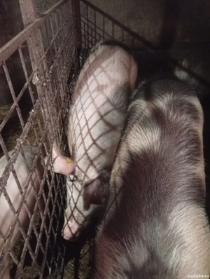 porci de vânzare  - imagine 2