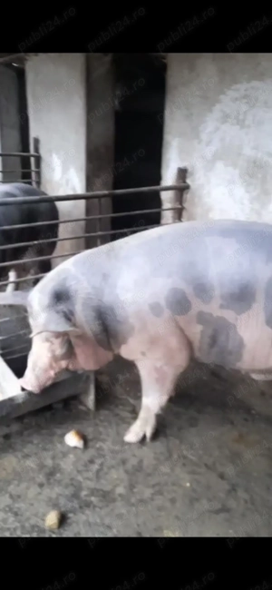 Vand porc mare de carne - imagine 2