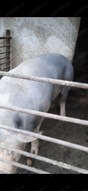 Vand porc mare de carne - imagine 3