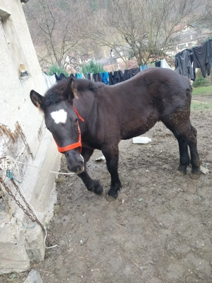 Mânz de vânzare  - imagine 2