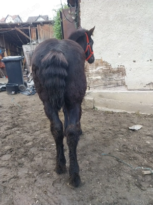 Mânz de vânzare  - imagine 3