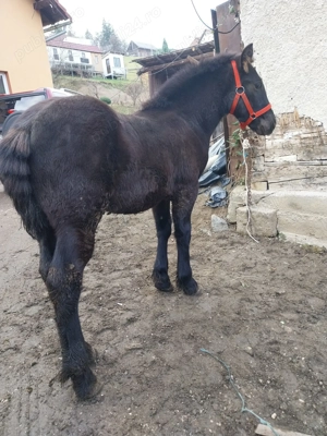 Mânz de vânzare  - imagine 7