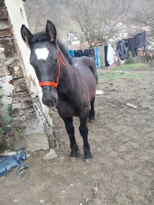 Mânz de vânzare  - imagine 6