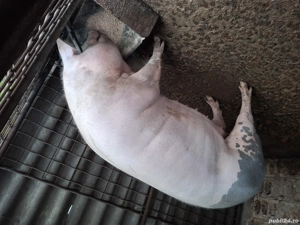 porc de vanzare