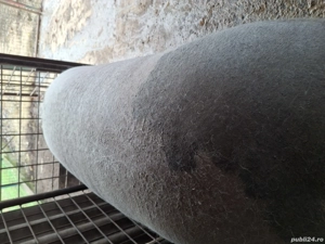 de vanzare porc  - imagine 4