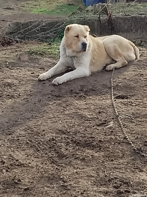 Cibanesc Asia Centrala - imagine 2