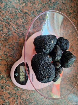 caine pentru trufe dresat - imagine 4