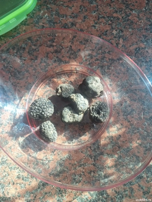 caine pentru trufe dresat - imagine 6