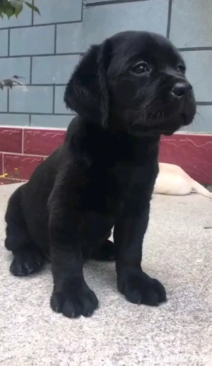 Labrador Retriever fetita