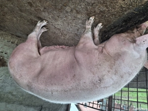 de vanzare  - imagine 2