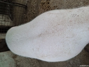 de vanzare  - imagine 3