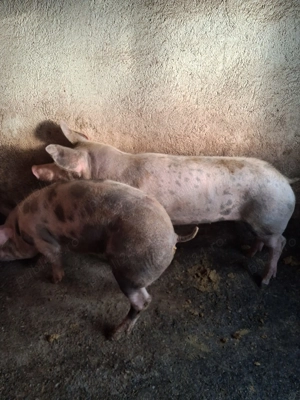 Vand 8 porci Bazna cu Duroc + 3 porci si o scroafa mangalita - imagine 5