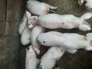 Por i de vanzare - imagine 5