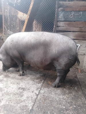 Vând scroafă de sacrificat  - imagine 4