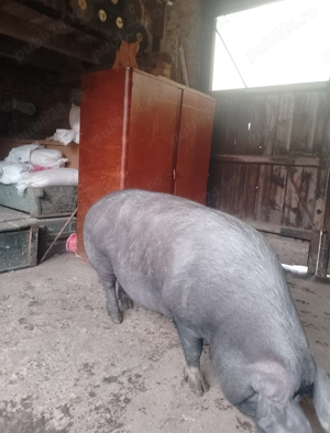 Vând scroafă de sacrificat  - imagine 2