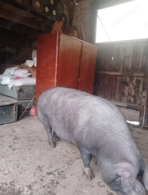 Vând scroafă de sacrificat 