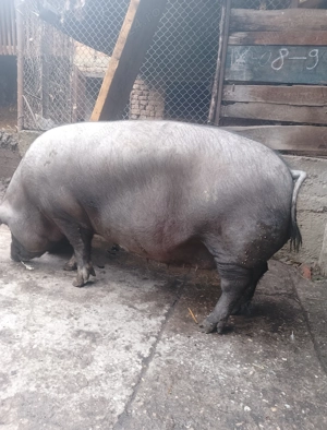 Vând scroafă de sacrificat  - imagine 3