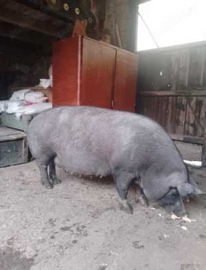 Vând scroafă de sacrificat  - imagine 5