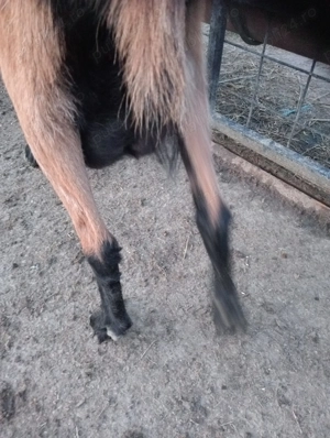 Vând căpriță alpina franceza