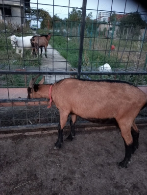 Vând căpriță alpina franceza - imagine 2