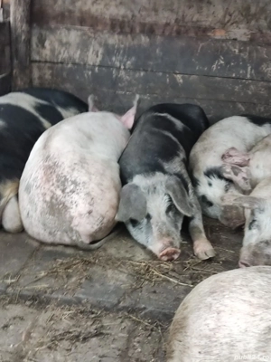 Animale de vânzare  - imagine 5