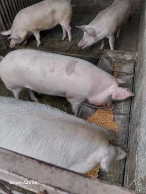 Vând ce se vede! - imagine 3