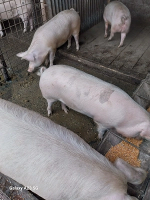 Vând ce se vede! - imagine 4