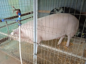 Vand porc Didesti,Satu Nou - imagine 4