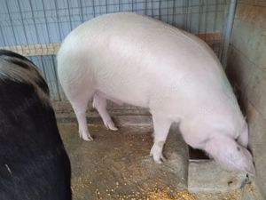 Vand porc Didesti,Satu Nou - imagine 5