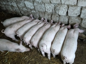 Purcei de vânzare  - imagine 2