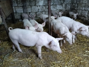 Purcei de vânzare  - imagine 3