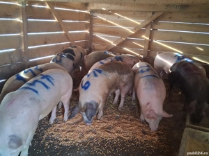 vând porci pentru sacrificare 140-160 kg