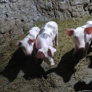 De vanzare purcei  - imagine 2