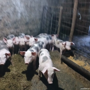 De vanzare purcei  - imagine 3