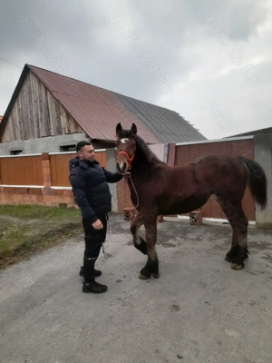 Vând mânz de 8 luni