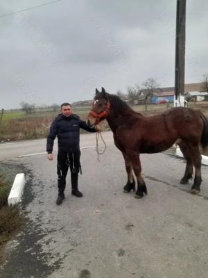 Vând mânz de 8 luni - imagine 2