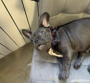bulldog francez blue ,mascul  - imagine 4