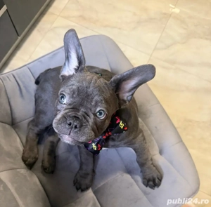 bulldog francez blue ,mascul  - imagine 3